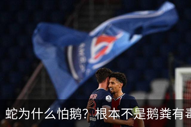 蛇为什么怕鹅？根本不是鹅粪有毒！真正原因是大鹅三大绝杀技能