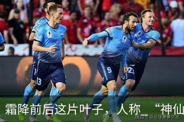 霜降前后这片叶子，人称 “神仙叶”！晒干熬汤泡水喝，润肺疏肝！